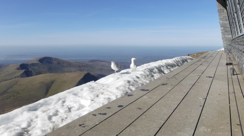  the seagulls who joined me for lunch 