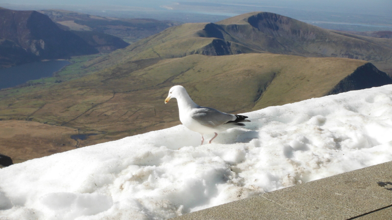  the seagulls who joined me for lunch 