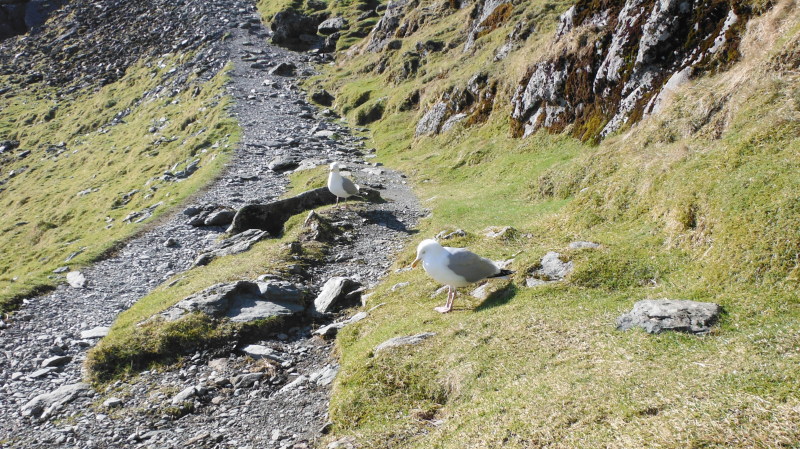  more seagulls 