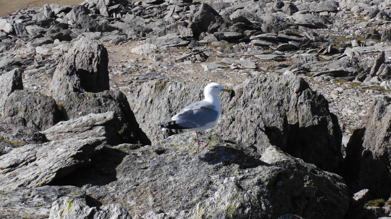  the seagull on the summit of Glyder Fawr  