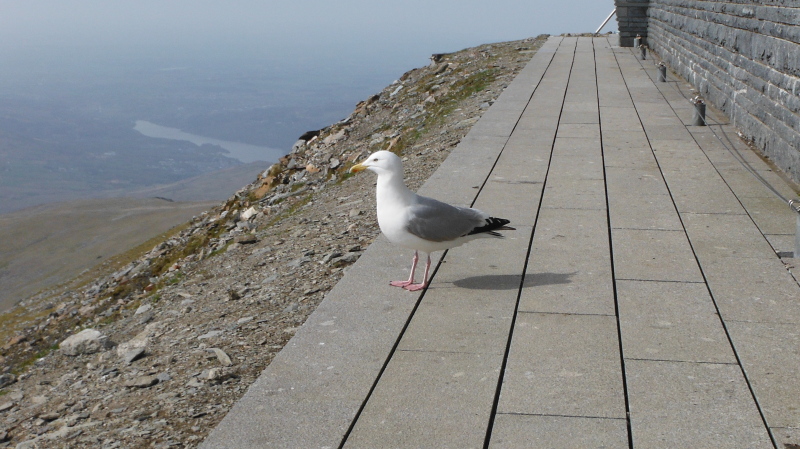  the seagull 