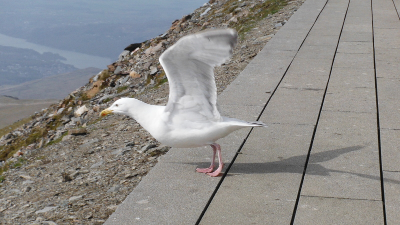  the seagull on the point of taking off 