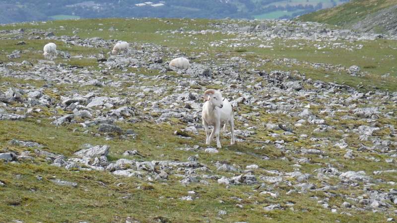  animal with horns 