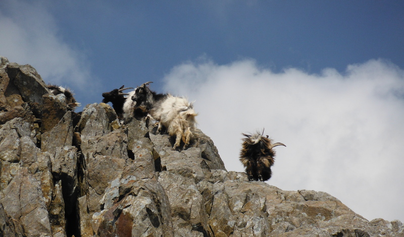  the real mountain goats 