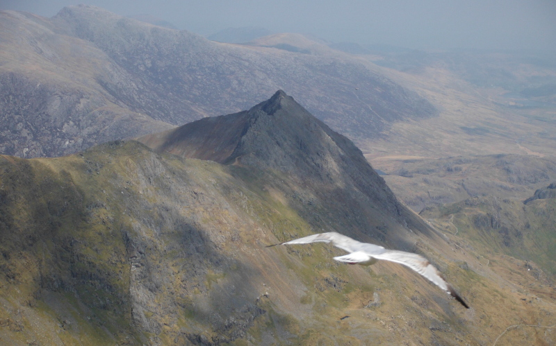  the seagull dropping in 