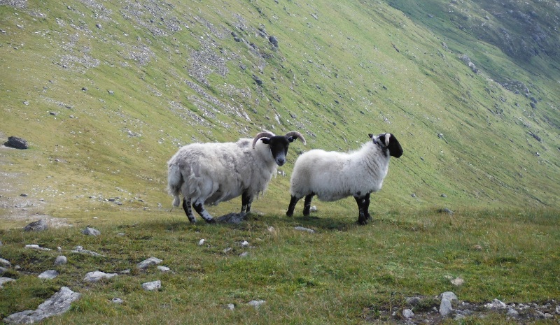  the ewe and her lamb  