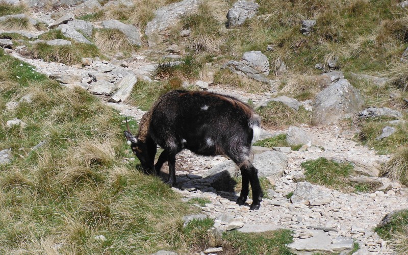 a goat beside the path 