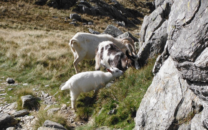 more goats beside the path 