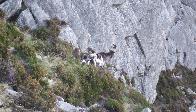 a goat and kid beside the path 