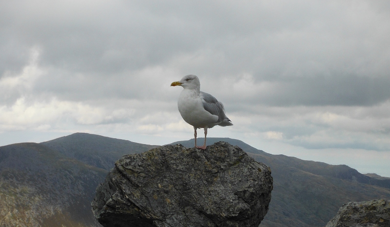  the seagull 