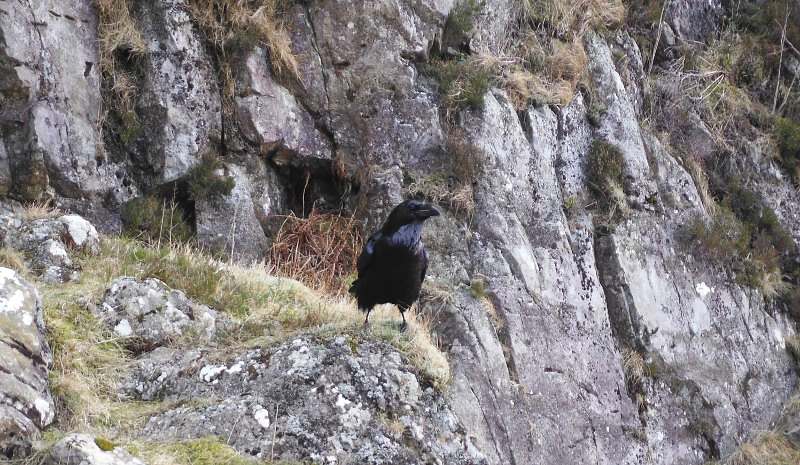  the Chough 