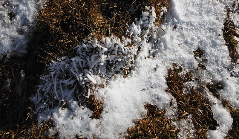  the frost on the grass 