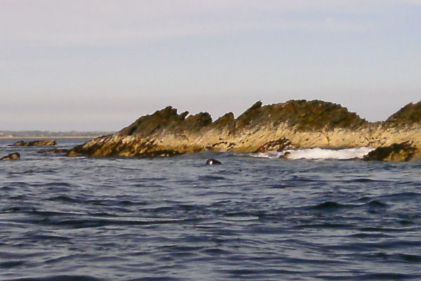 photograph of a seal 