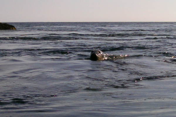 photograph of a seal