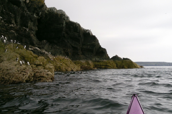 photograph of birds on rocks 