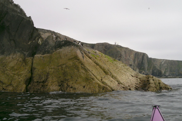 photograph of birds on rocks 