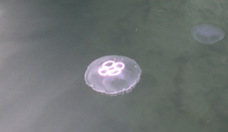  a jellyfish 