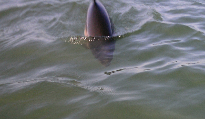  the porpoise diving down inder my boat 