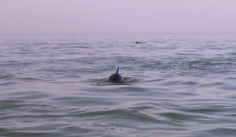  the porpoise 