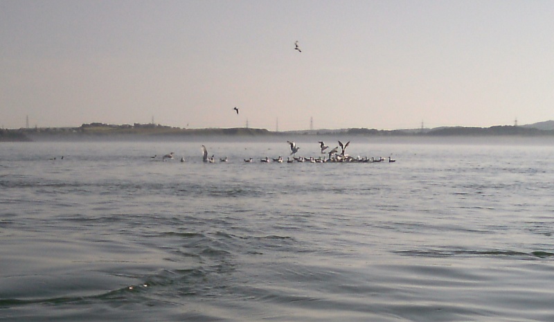  tight groups of seabirds 