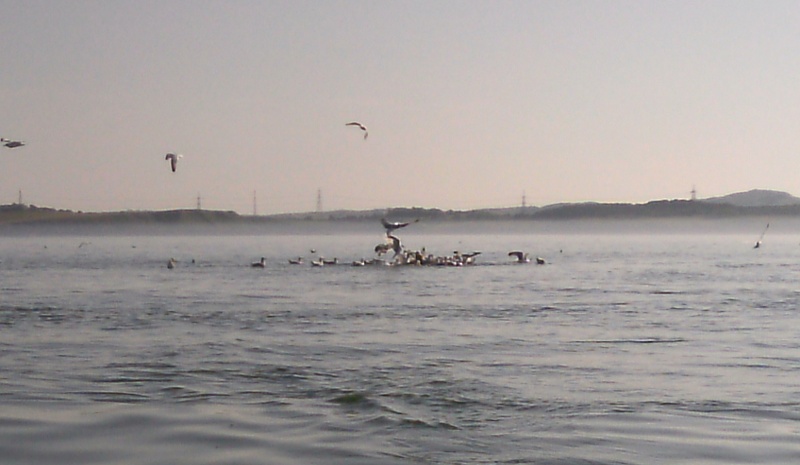  tight groups of seabirds 