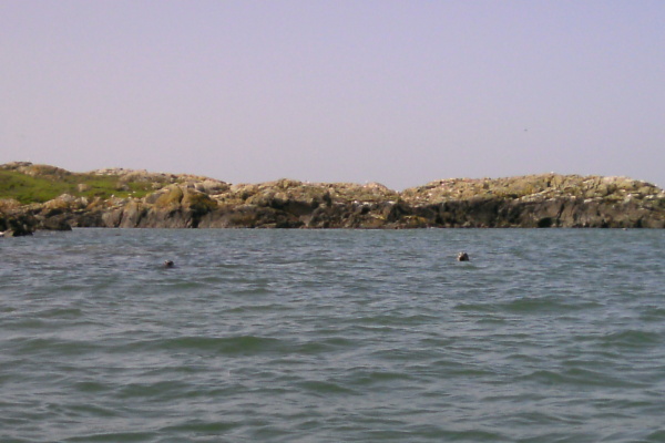 photograph of two seals 