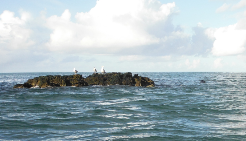  a seal beside a rock 