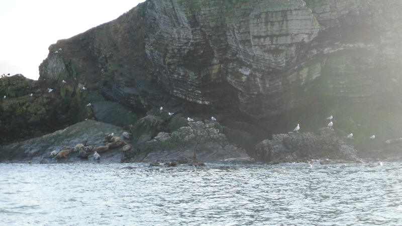 seals on the rock slab 