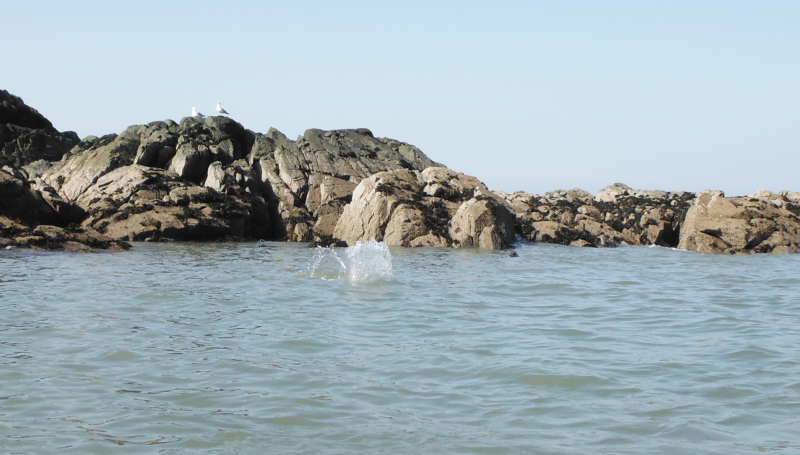 the splash from a vanishing seal  