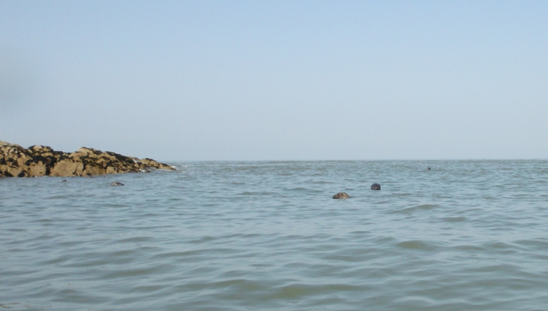 the seals swimming around  