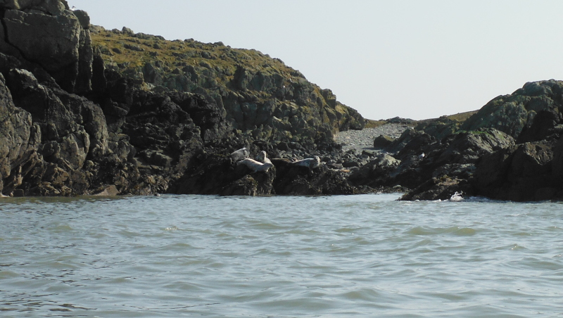 seals up on the rocks  