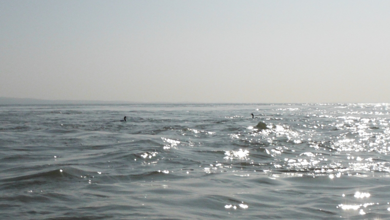 a pair of Great Crested Grebes  