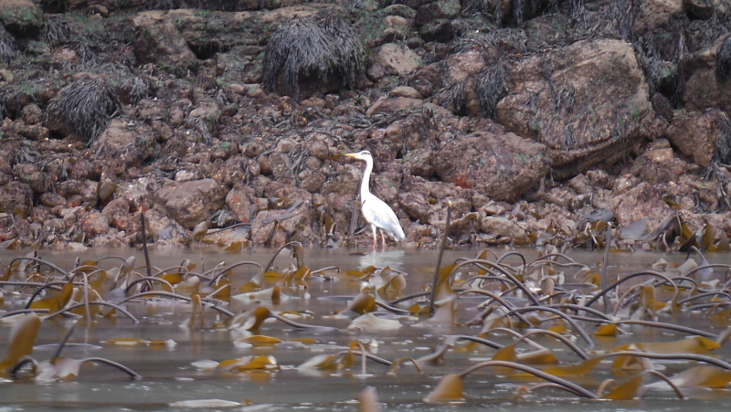  photograph of the heron  