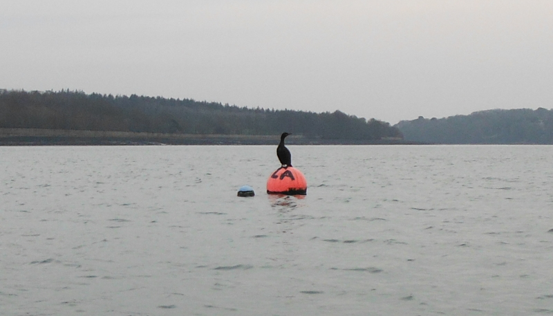  the cormorant on the buoy 