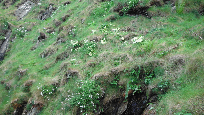  an area of primroses growing up on the bank  