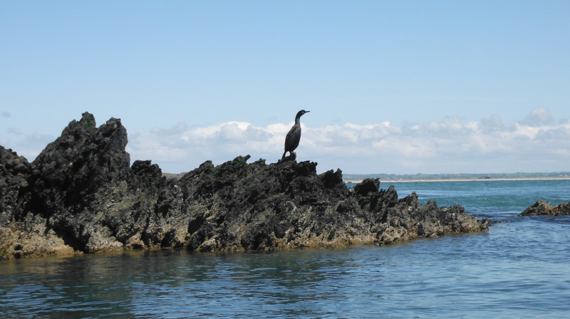  the cormorant standing on the rocks  