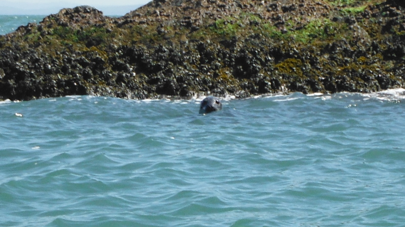  one of the seals  