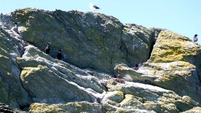  the cormorants, with two of them on their nests  