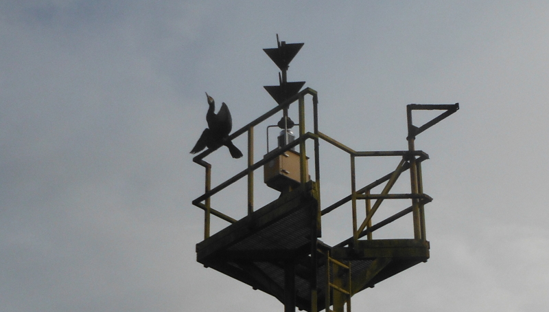  the cormorant up on the tower  