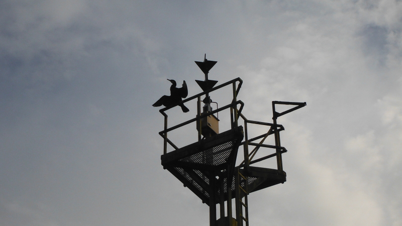  the cormorant up on the tower  