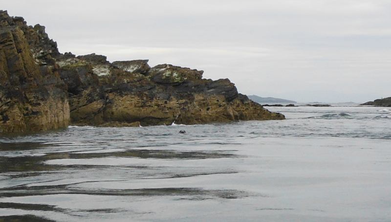  one of the somewhat elusive seals making a brief appearance 