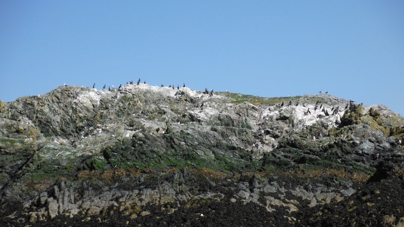  the colony of cormorants on Middle Mouse