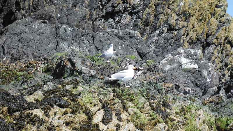  a couple of seagulls 