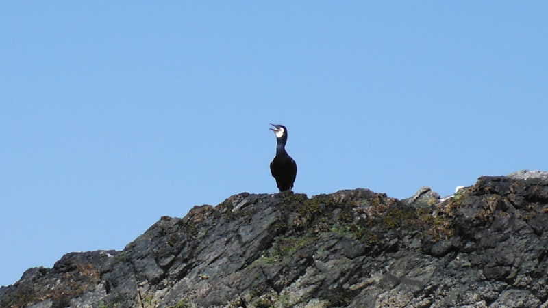  another white faced cormorant 