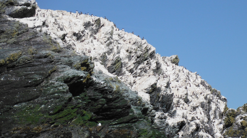  the guillemot colony 