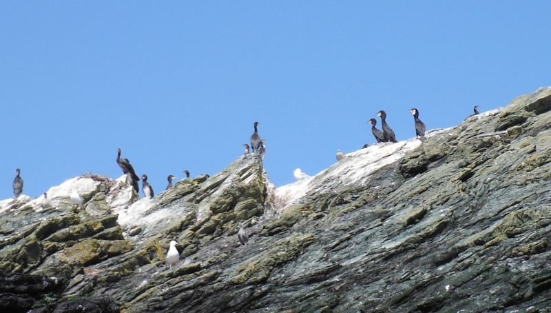  white faced cormorants 