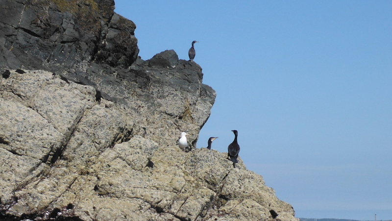  cormorants up on the rocks 