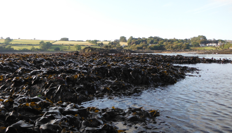  the sea weed high and dry 