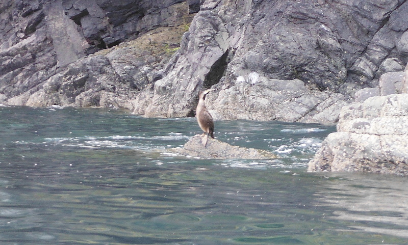  a lone cormorant watching me past