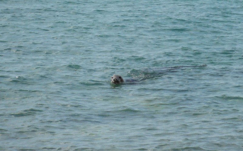  one of the seals 